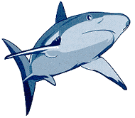 un requin (6Ko)